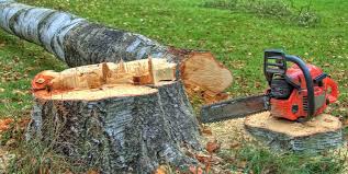 Best Storm Damage Tree Cleanup  in Bostonia, CA