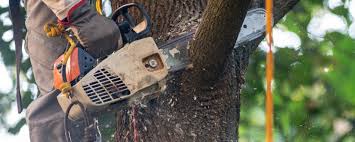 Best Lawn Irrigation Installation and Maintenance  in Bostonia, CA