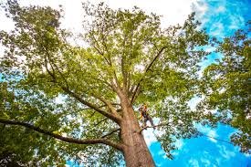 Best Tree Mulching  in Bostonia, CA