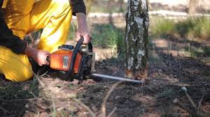 Best Seasonal Cleanup (Spring/Fall)  in Bostonia, CA