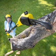 Best Root Management and Removal  in Bostonia, CA