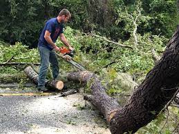 Best Tree Trimming and Pruning  in Bostonia, CA