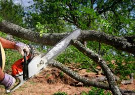 Best Stump Grinding and Removal  in Bostonia, CA