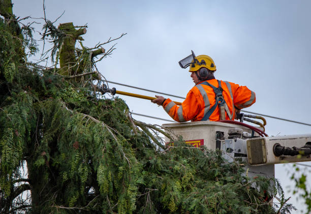 Best Commercial Tree Services  in Bostonia, CA