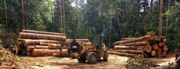 Best Tree Cabling and Bracing  in Bostonia, CA