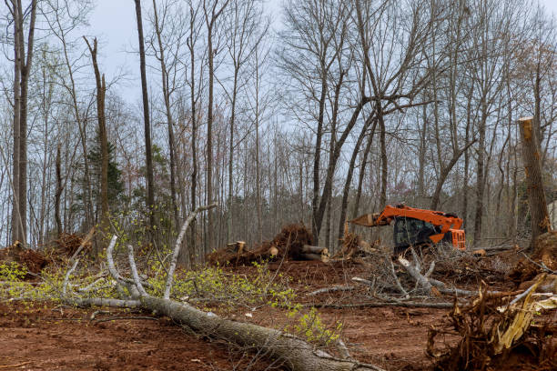 Best Tree Removal  in Bostonia, CA
