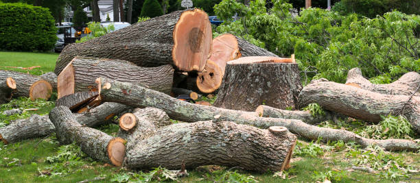 Best Firewood Processing and Delivery  in Bostonia, CA