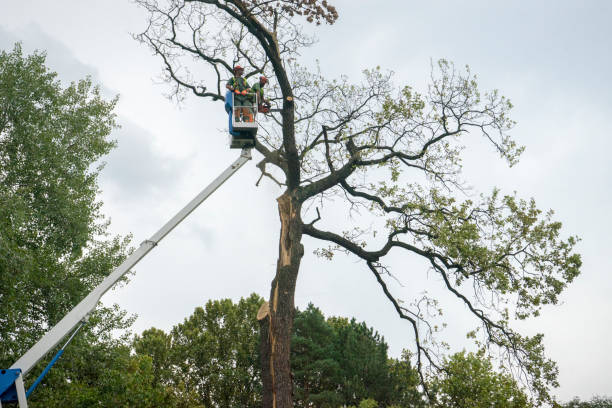 Best Tree Disease Treatment  in Bostonia, CA
