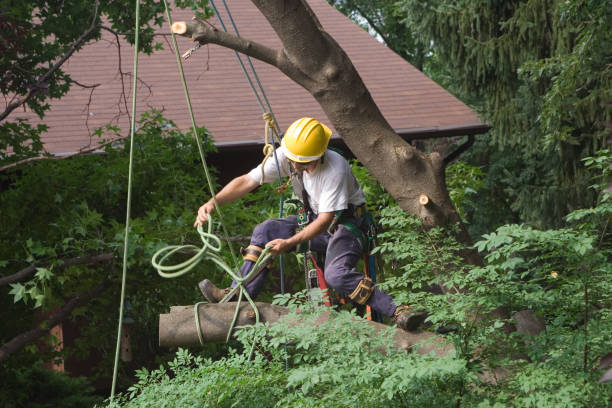 How Our Tree Care Process Works  in  Bostonia, CA