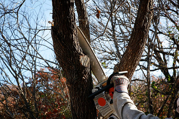 Trusted Bostonia, CA Tree Care Experts