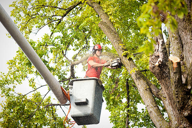 Best Tree Risk Assessment  in Bostonia, CA