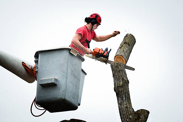 Best Tree Risk Assessment  in Bostonia, CA